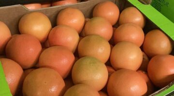 grejpfrut1