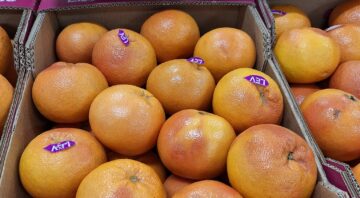 grejpfrut3