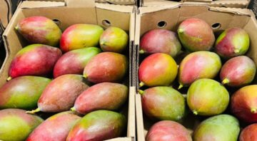 mango (1)