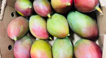 mango (2)