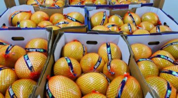 pomelo (1)
