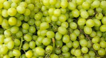 winogrono