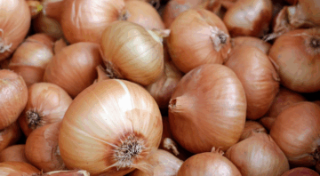 cebula