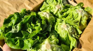 salata1