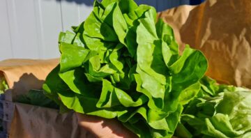 salata2