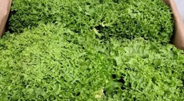 salata4