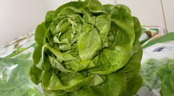 salata8